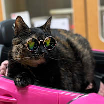 Thumbnail photo of Hazel #1