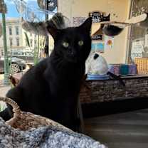 Thumbnail photo of Shadow #4