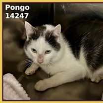 Thumbnail photo of Pongo (708) #1