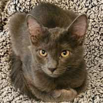 Thumbnail photo of SMOKEY #1