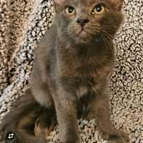 Thumbnail photo of SMOKEY #2