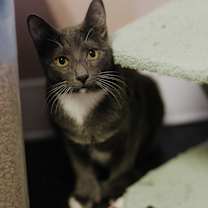 Thumbnail photo of Gilbert #3