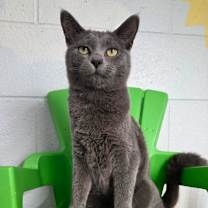 Thumbnail photo of Harley Quinn  #1