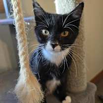 Thumbnail photo of Toad #1