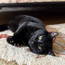 Thumbnail photo of Trinket #1