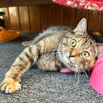 Thumbnail photo of Kotake #2