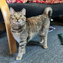 Thumbnail photo of Kotake #4