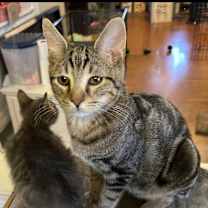 Thumbnail photo of Graham #4