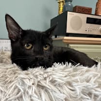 Thumbnail photo of Dawson #1