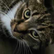 Thumbnail photo of Nemo #1