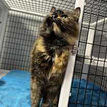 Thumbnail photo of Florance #1