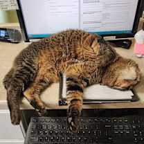 Thumbnail photo of Tiger #4