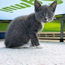 Thumbnail photo of Lilac #1