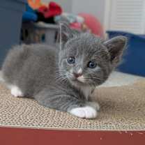 Thumbnail photo of Lilac #3