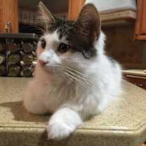 Thumbnail photo of Buddy #1