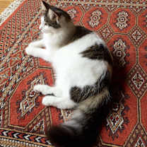 Thumbnail photo of Buddy #2