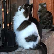 Thumbnail photo of Buddy #3