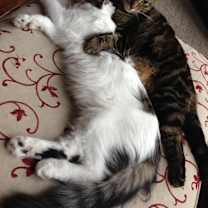 Thumbnail photo of Buddy #4