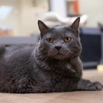 Thumbnail photo of Miss Kitty #2