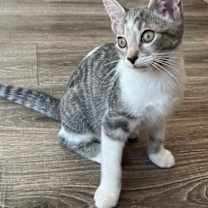 Thumbnail photo of KITTEN SPARKY #2