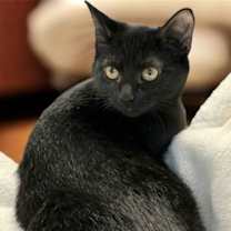 Thumbnail photo of KITTEN COAL #1