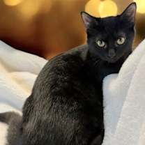 Thumbnail photo of KITTEN COAL #2