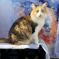 Thumbnail photo of Pia #2