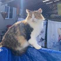 Thumbnail photo of Pia #4