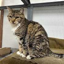 Thumbnail photo of Beanie #1