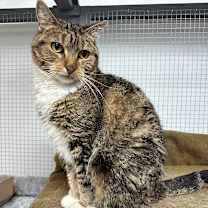 Thumbnail photo of Beanie #3