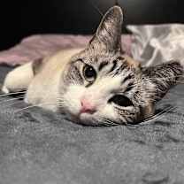 Thumbnail photo of Cocoa #1