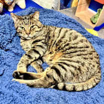 Thumbnail photo of Maxwell #1