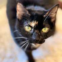 Thumbnail photo of Beyberry #1