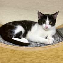 Thumbnail photo of POLKA DOT #1