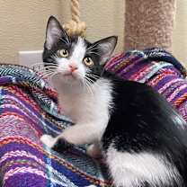 Thumbnail photo of POLKA DOT #3