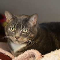 Thumbnail photo of Tiggs #1