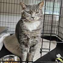 Thumbnail photo of Tiggs #2