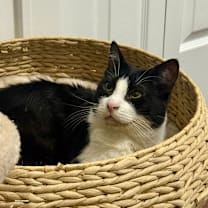 Thumbnail photo of Opus (Opie) #4