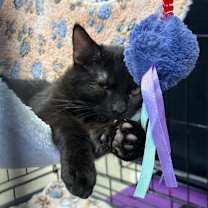 Thumbnail photo of Chowder #4