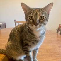 Thumbnail photo of Violet Sorrengail #1