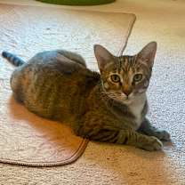 Thumbnail photo of Violet Sorrengail #4