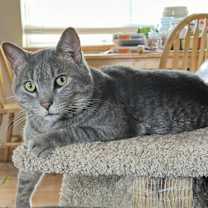 Thumbnail photo of Beastie Boy #1