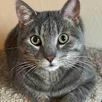 Thumbnail photo of Beastie Boy #2