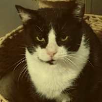 Thumbnail photo of Rascal #2