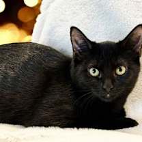 Thumbnail photo of KITTEN COAL #3