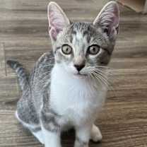 Thumbnail photo of KITTEN SPARKY #1