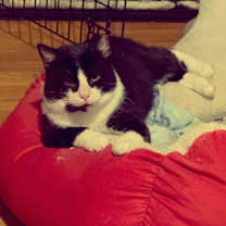 Thumbnail photo of Rascal #4