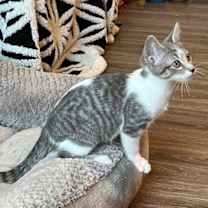 Thumbnail photo of KITTEN SPARKY #3