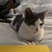 Thumbnail photo of Clove Mochi #1