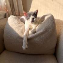 Thumbnail photo of Clove Mochi #2